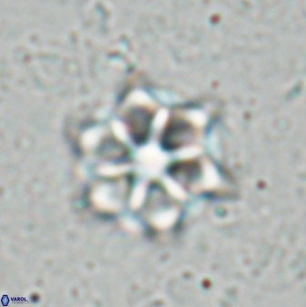 Catinaster magnificus 26847