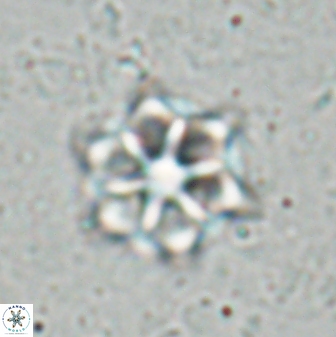 Catinaster magnificus 26847