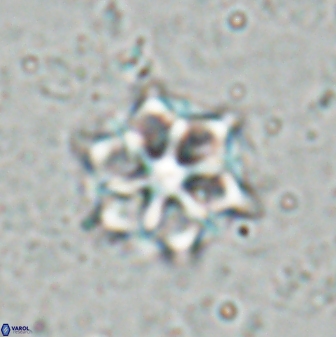 Catinaster magnificus 26848