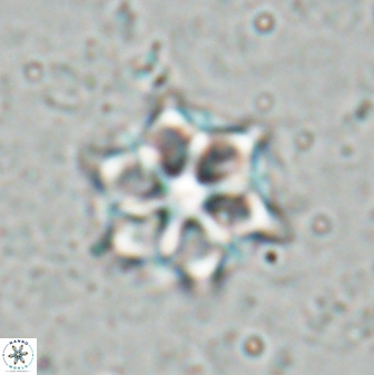 Catinaster magnificus 26848