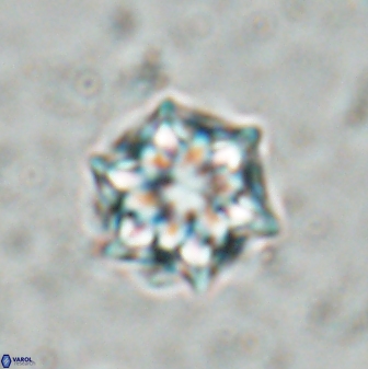 Catinaster magnificus 26849