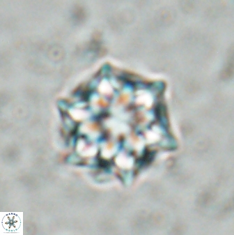 Catinaster magnificus 26849