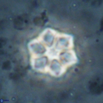 Catinaster magnificus 26850