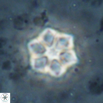 Catinaster magnificus 26850