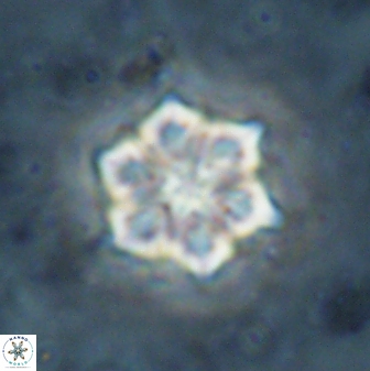 Catinaster magnificus 26851