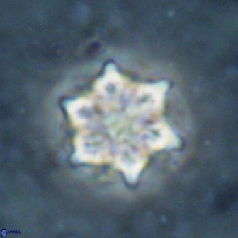 Catinaster magnificus 26852