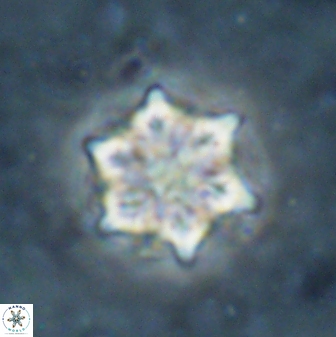 Catinaster magnificus 26852