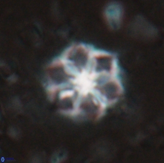 Catinaster magnificus 26853