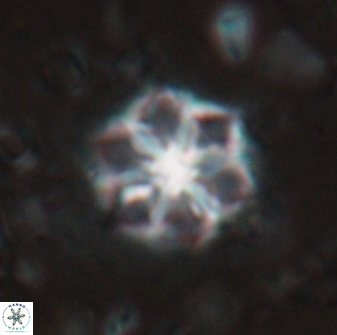 Catinaster magnificus 26853