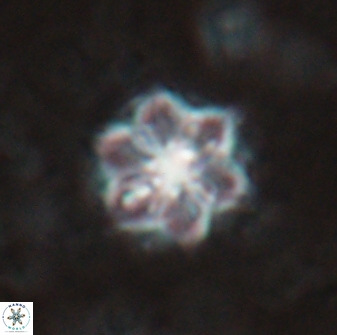 Catinaster magnificus 26854