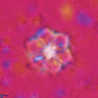 Catinaster magnificus 26855