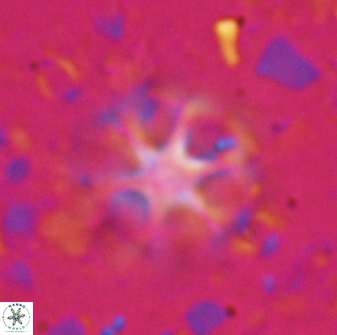 Catinaster magnificus 26856