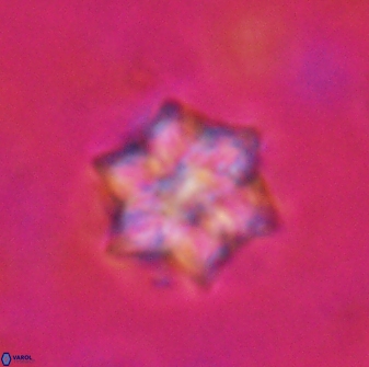 Catinaster magnificus 26857