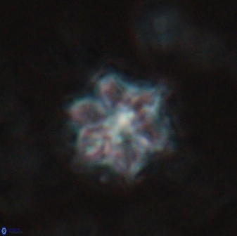 Catinaster magnificus 26858