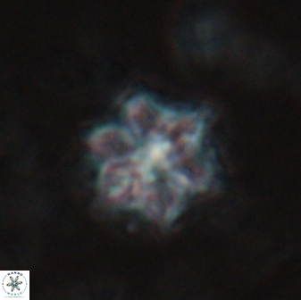 Catinaster magnificus 26858