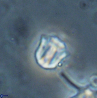 Catinaster coalitus 26354