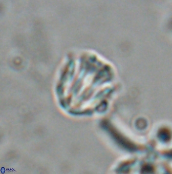 Catinaster coalitus 26355