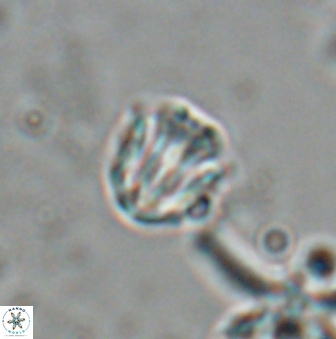 Catinaster coalitus 26355