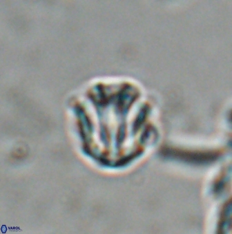 Catinaster coalitus 26357