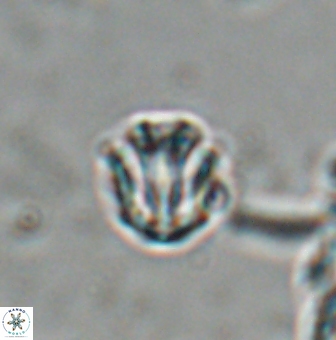 Catinaster coalitus 26357