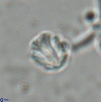 Catinaster coalitus 26358