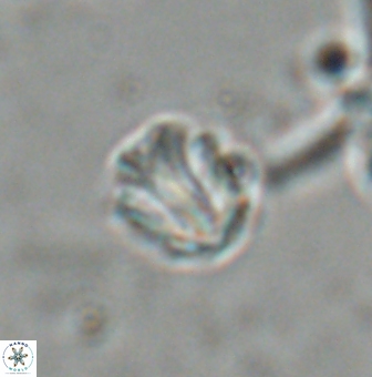 Catinaster coalitus 26358