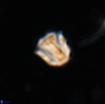 Catinaster coalitus 26359