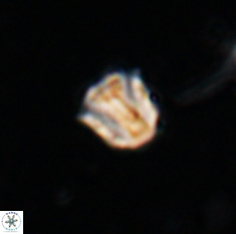 Catinaster coalitus 26359