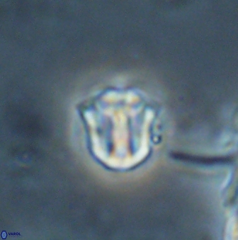 Catinaster coalitus 26351