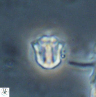 Catinaster coalitus 26351
