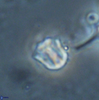 Catinaster coalitus 26353