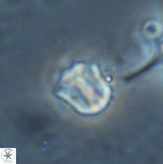 Catinaster coalitus 26353