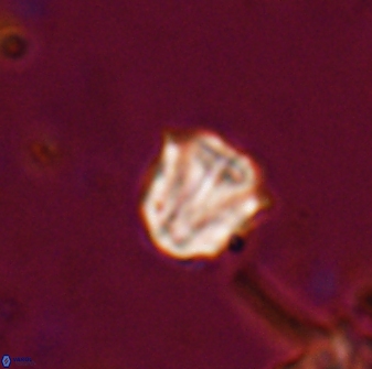 Catinaster coalitus 26364