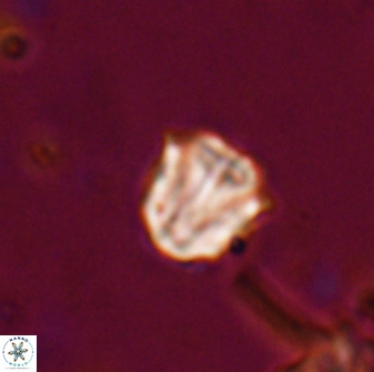 Catinaster coalitus 26364
