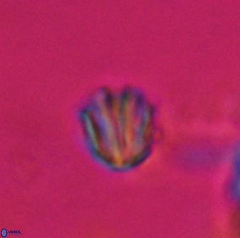 Catinaster coalitus 26361