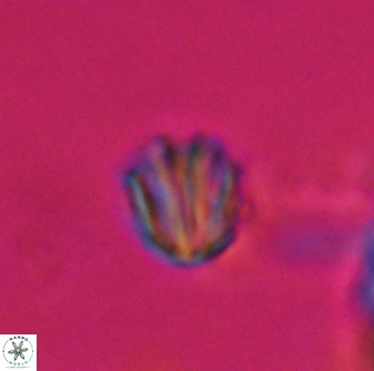 Catinaster coalitus 26361