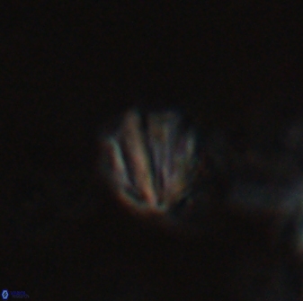 Catinaster coalitus 26362