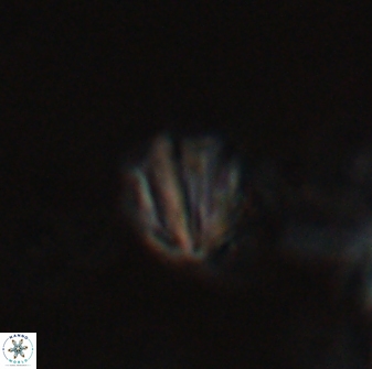 Catinaster coalitus 26362