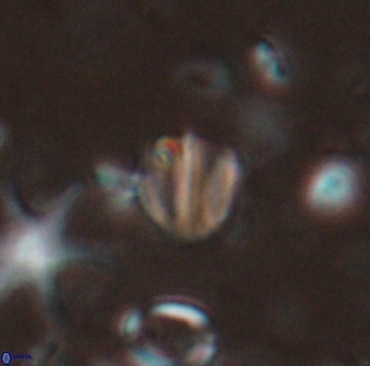 Catinaster coalitus 26696