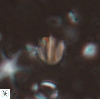 Catinaster coalitus 26696