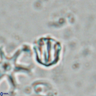 Catinaster coalitus 26699