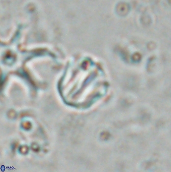 Catinaster coalitus 26700