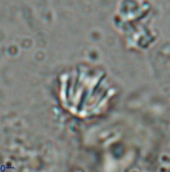 Catinaster coalitus 26835