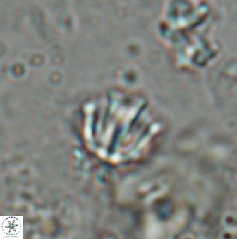Catinaster coalitus 26835