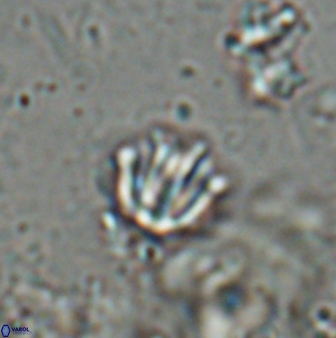 Catinaster coalitus 26836