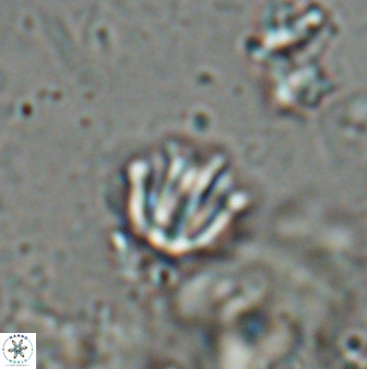 Catinaster coalitus 26836
