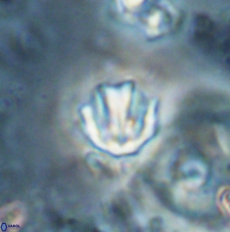 Catinaster coalitus 26837
