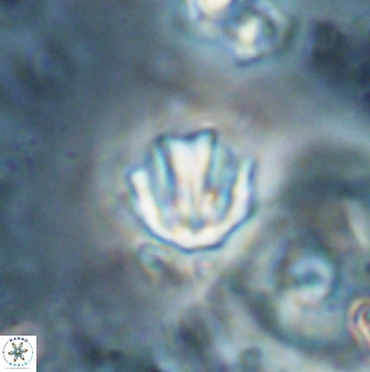 Catinaster coalitus 26837