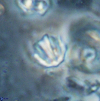 Catinaster coalitus 26838