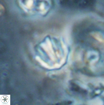 Catinaster coalitus 26838